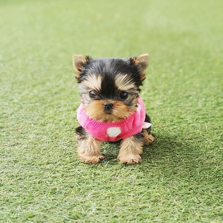 Micro Teacup Puppies For Sale | From Top Breeder - photo 4